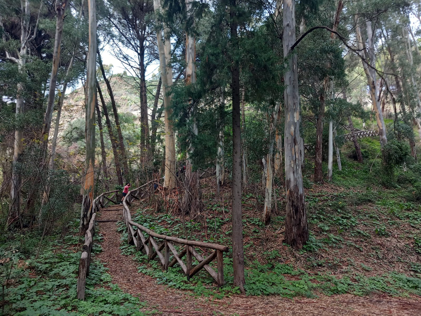 Sentiero e campagna del cammino